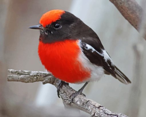 Red Crapped Robin Paint by numbers