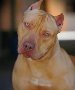 Red Nose Pit Bull Paint by numbers