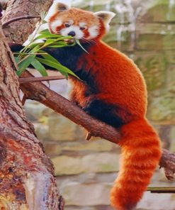 Red Panda Paint by numbers