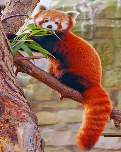 Red Panda Paint by numbers