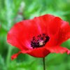 Red Poppy Flower Paint by numbers