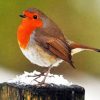 Robin Bird paint by numbers