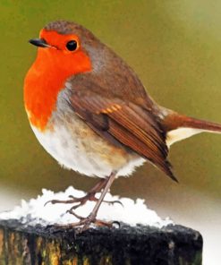 Robin Bird paint by numbers