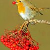 Robin Eating paint by numbers