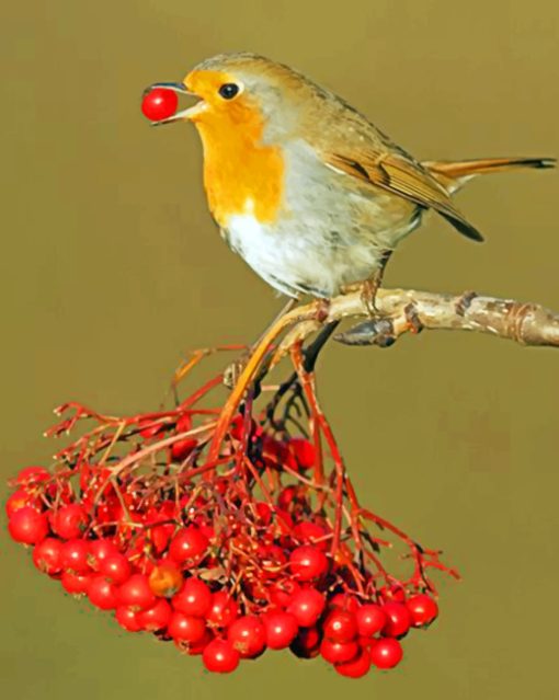 Robin Eating paint by numbers