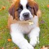 Saint Bernard Puppy paint by numbers