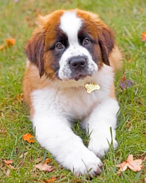 Saint Bernard Puppy paint by numbers