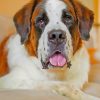 Saint Bernard Paint by numbers