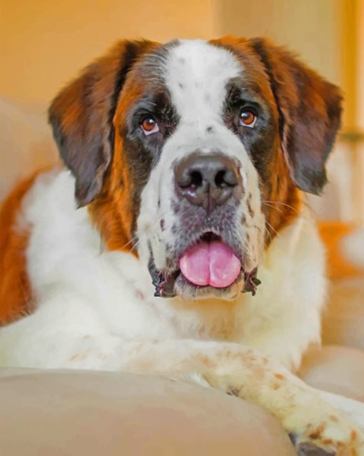 Saint Bernard Paint by numbers