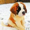 Little Saint Bernard paint by numbers