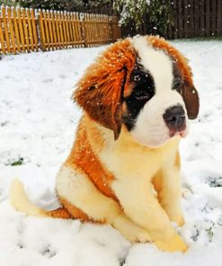 Little Saint Bernard paint by numbers