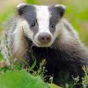 Scottish Badger Paint by numbers