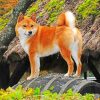 Shiba Inu Dog Paint by numbers