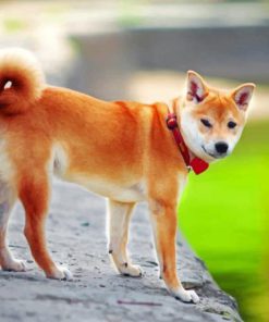 Shiba Inu Japanese Dog paint by numbers