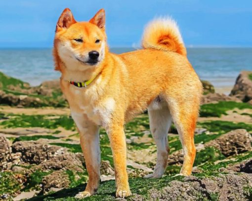 Shiba Inu Paint by numbers