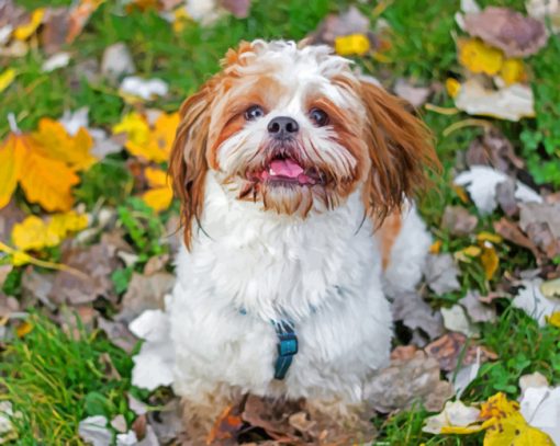 Shih Tzu Puppy Paint by numbers