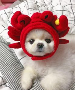 Shih Tzu Wearing A Red Cap Paint by numbers