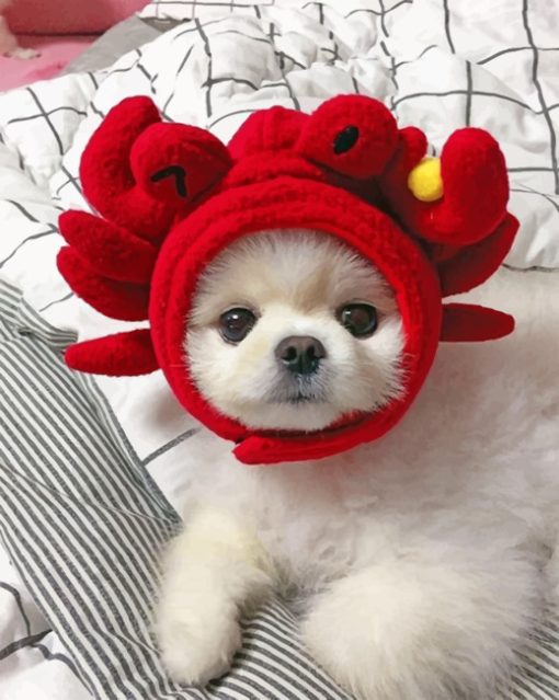 Shih Tzu Wearing A Red Cap Paint by numbers