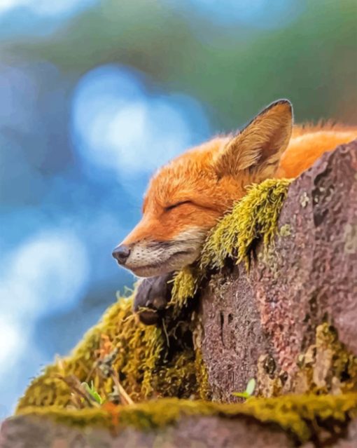 Sleepy Fox Paint by numbers