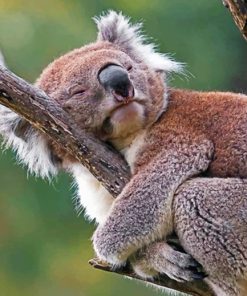 Sleepy Koala Paint by numbers