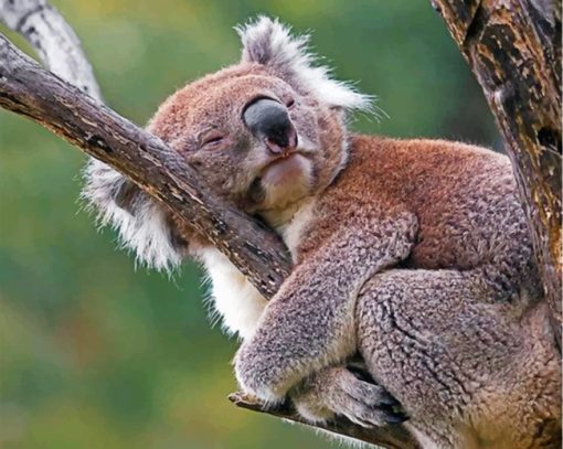 Sleepy Koala Paint by numbers