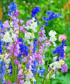 Spanish Bluebells bluebells