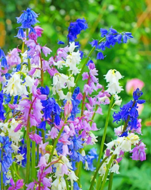 Spanish Bluebells bluebells