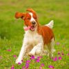 Springer Spaniel Paint by numbers