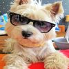 Stylish Westie paint by numbers