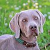 Weimaraner Pet Paint by numbers