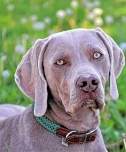 Weimaraner Pet Paint by numbers