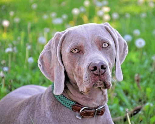 Weimaraner Pet Paint by numbers