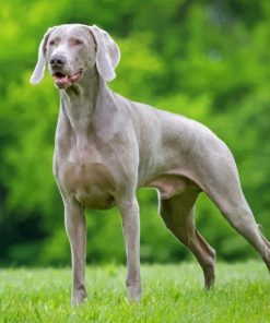 Weimaraner Piant by numbers