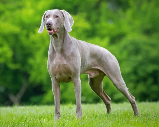 Weimaraner Piant by numbers