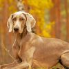 Weimaraner Pet Paint by numbers