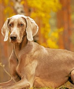 Weimaraner Pet Paint by numbers