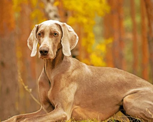 Weimaraner Pet Paint by numbers