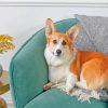 Welsh Corgi Paint by numbers