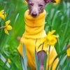 Whippet Dog Wearing Yellow paint by numbers