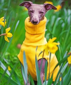 Whippet Dog Wearing Yellow paint by numbers