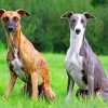 Whippet Dogs Paint by numbers