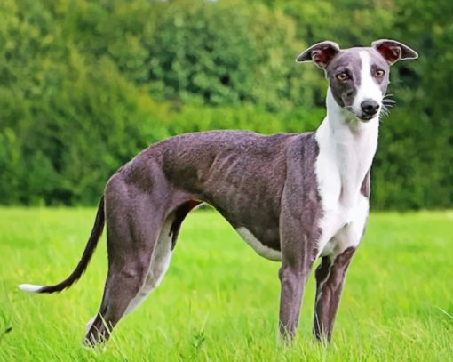 Whippet paint by numbers