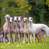 Whippet Puppies paint by numbers