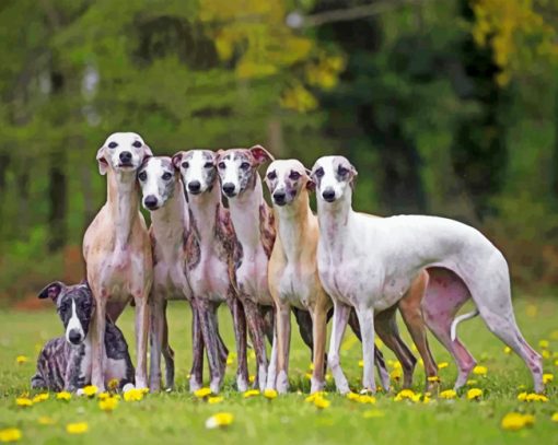 Whippet Puppies paint by numbers