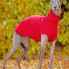 Whippet Dog Wearing Red paint by numbers