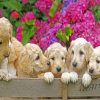 White Labradoodles paint by numbers