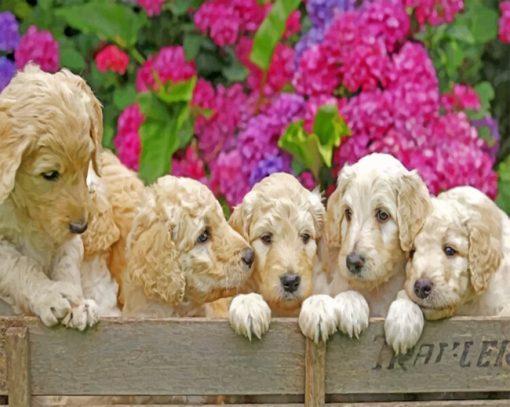 White Labradoodles paint by numbers