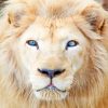 White Lion With Blue Eyes Paint by numbers