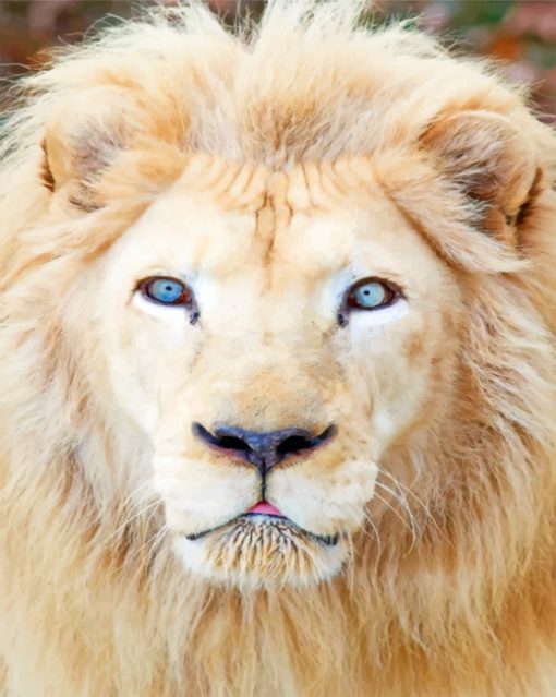 White Lion With Blue Eyes Paint by numbers