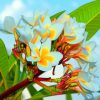 White Plumeria Paint by numbers